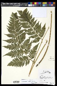 Parapolystichum effusum image