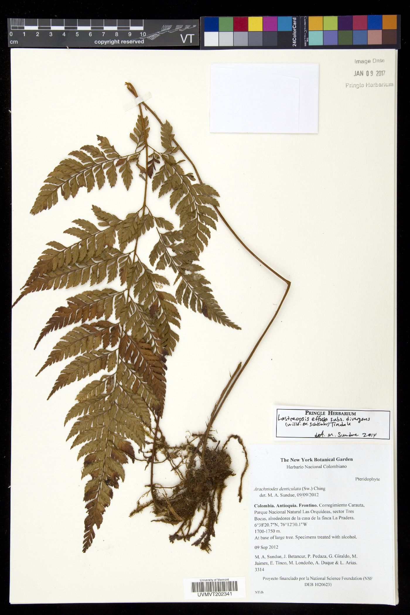 Lastreopsis effusa image