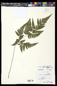 Parapolystichum rufescens image