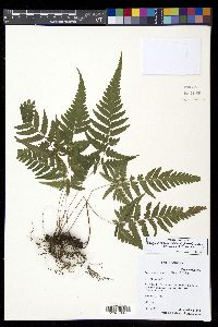 Parapolystichum rufescens image