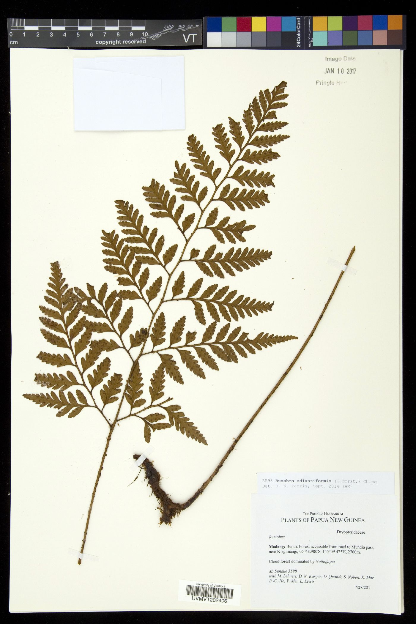 Rumohra adiantiformis image