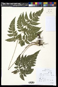 Polystichopsis chaerophylloides image