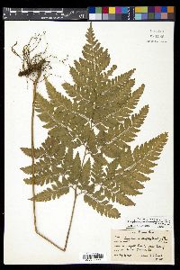 Polystichopsis chaerophylloides image