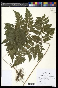 Polystichopsis chaerophylloides image