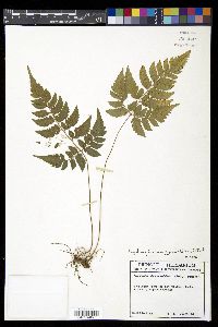 Polystichopsis chaerophylloides image