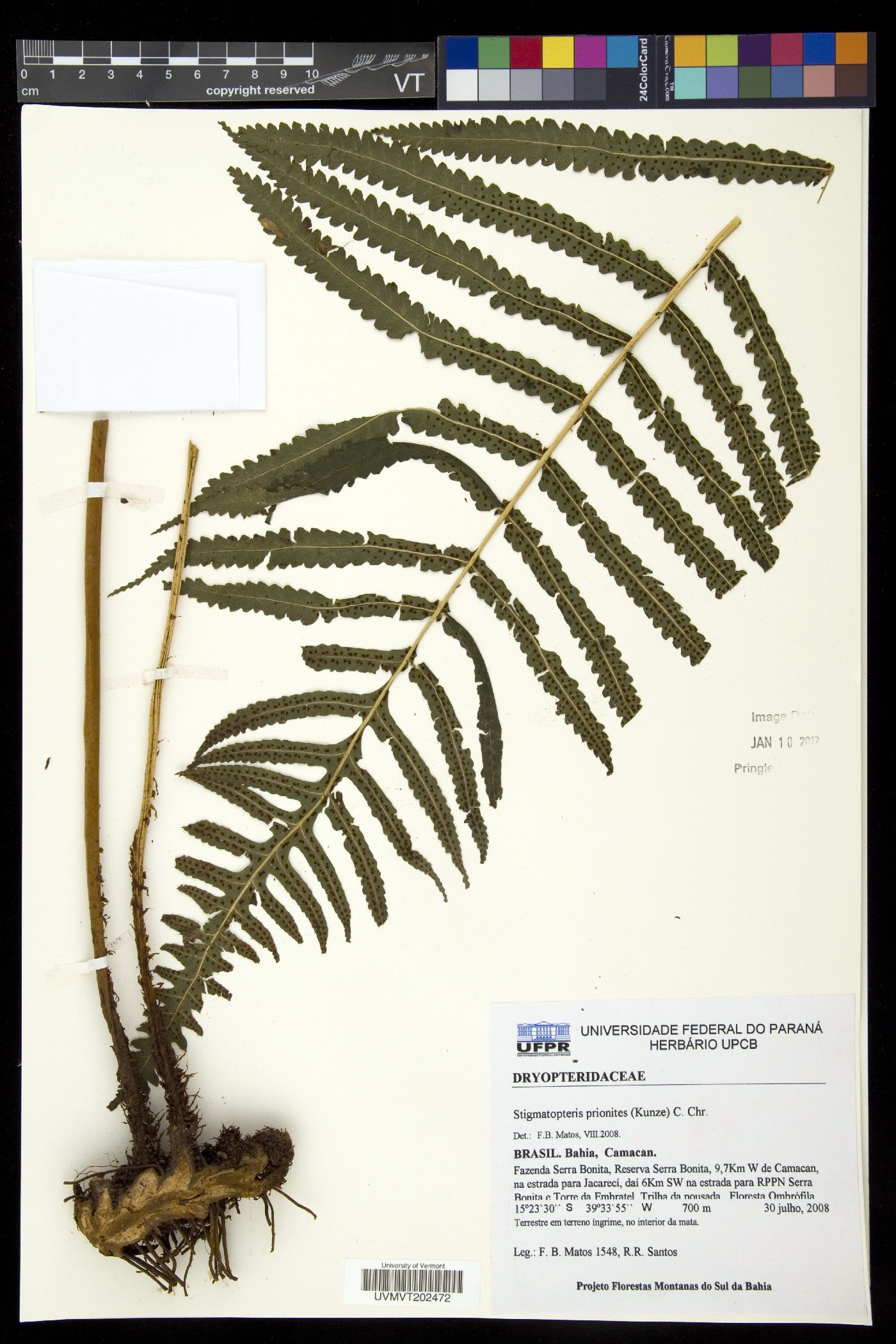 Stigmatopteris prionites image