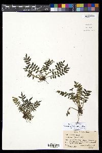 Lomariopsis sorbifolia image