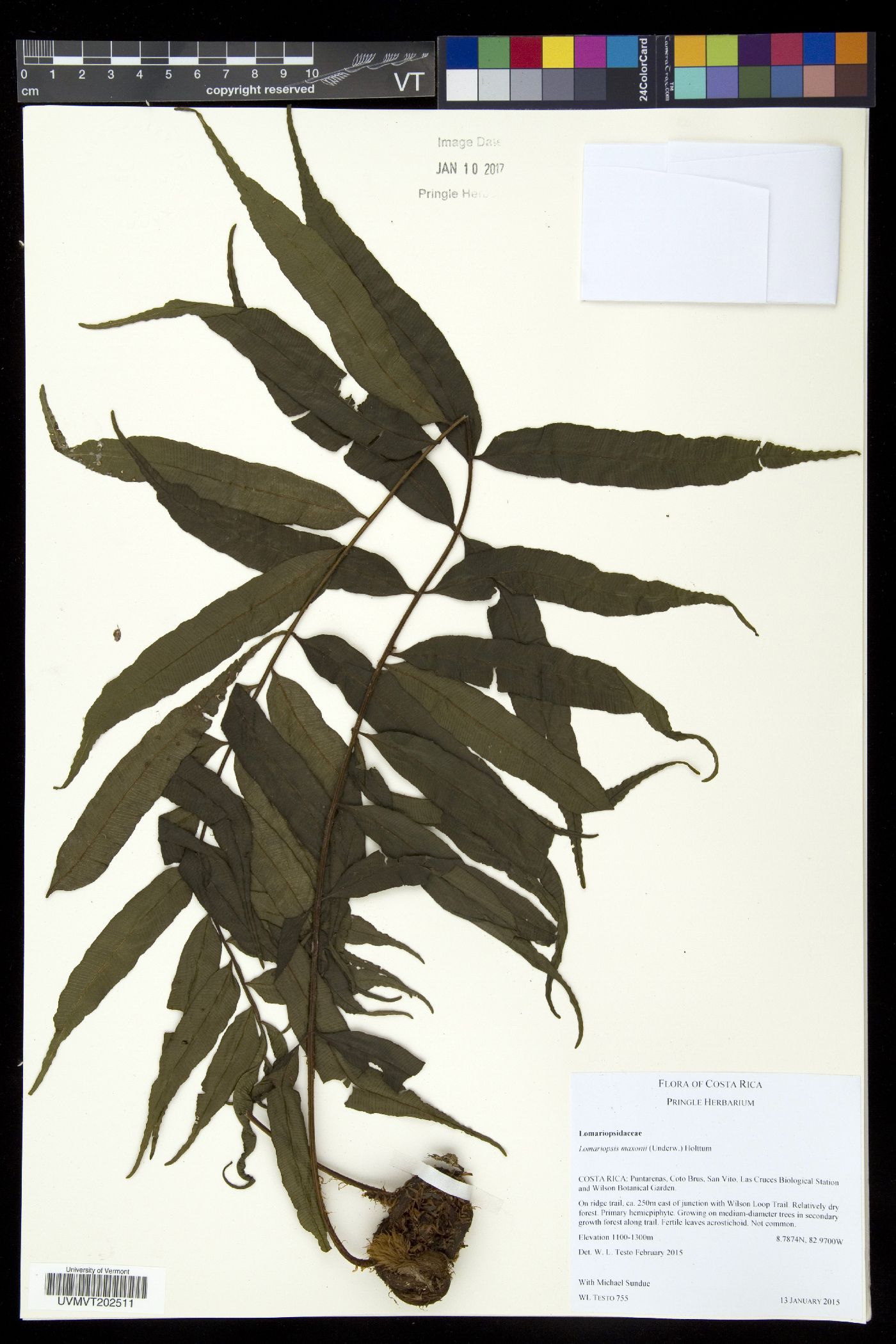 Lomariopsis maxonii image