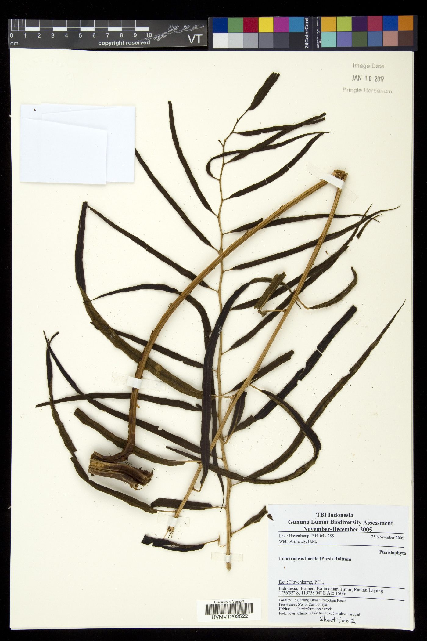 Lomariopsis lineata image