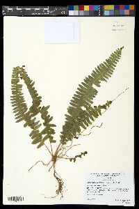 Nephrolepis cordifolia image