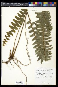 Nephrolepis exaltata image