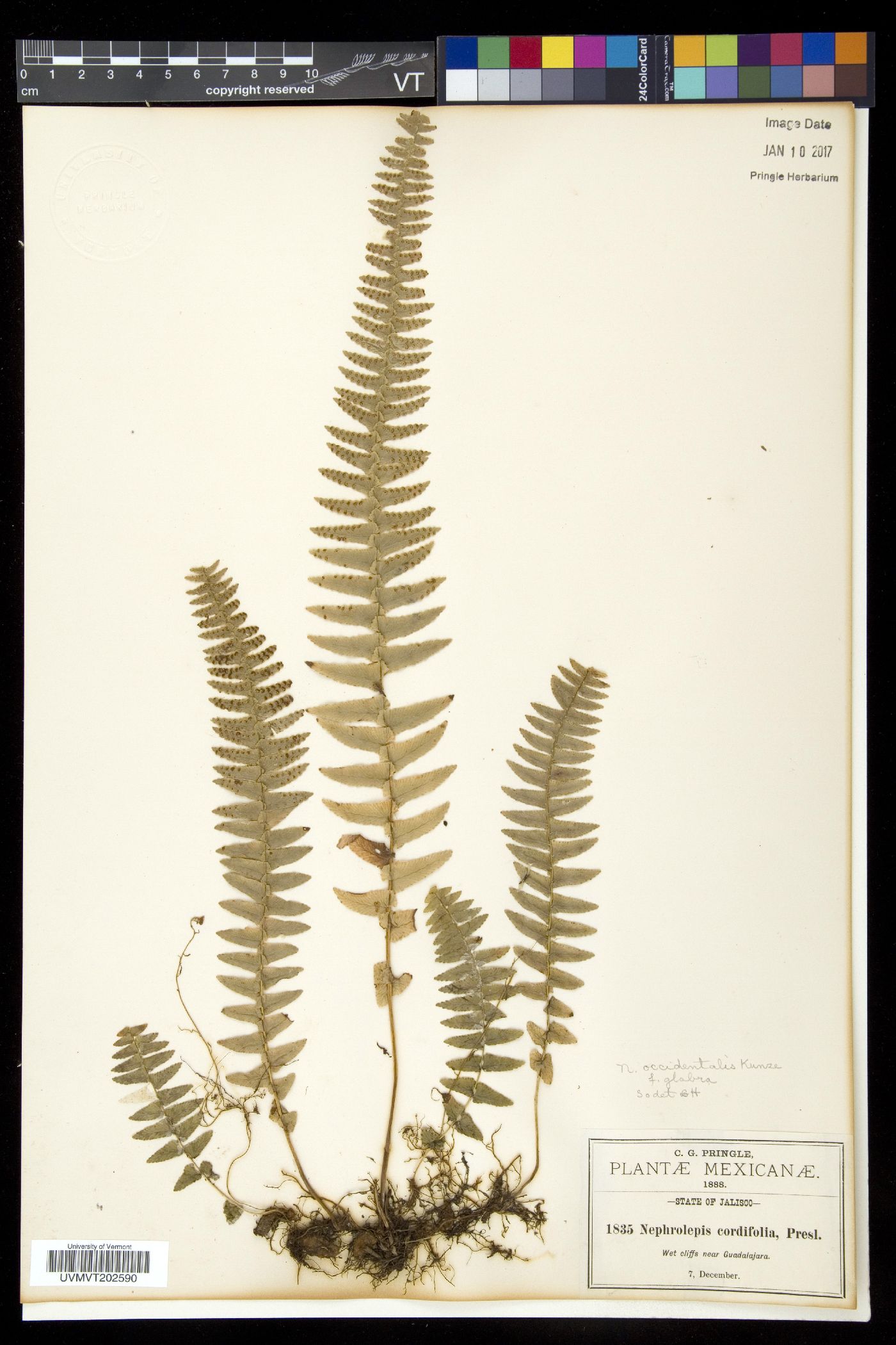 Nephrolepis undulata image