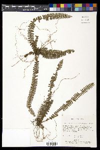 Nephrolepis pectinata image