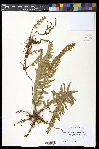 Nephrolepis brownii image