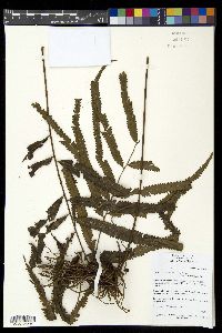 Nephrolepis davallioides image
