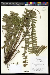 Nephrolepis exaltata subsp. hawaiiensis image