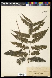 Pteridrys syrmatica image