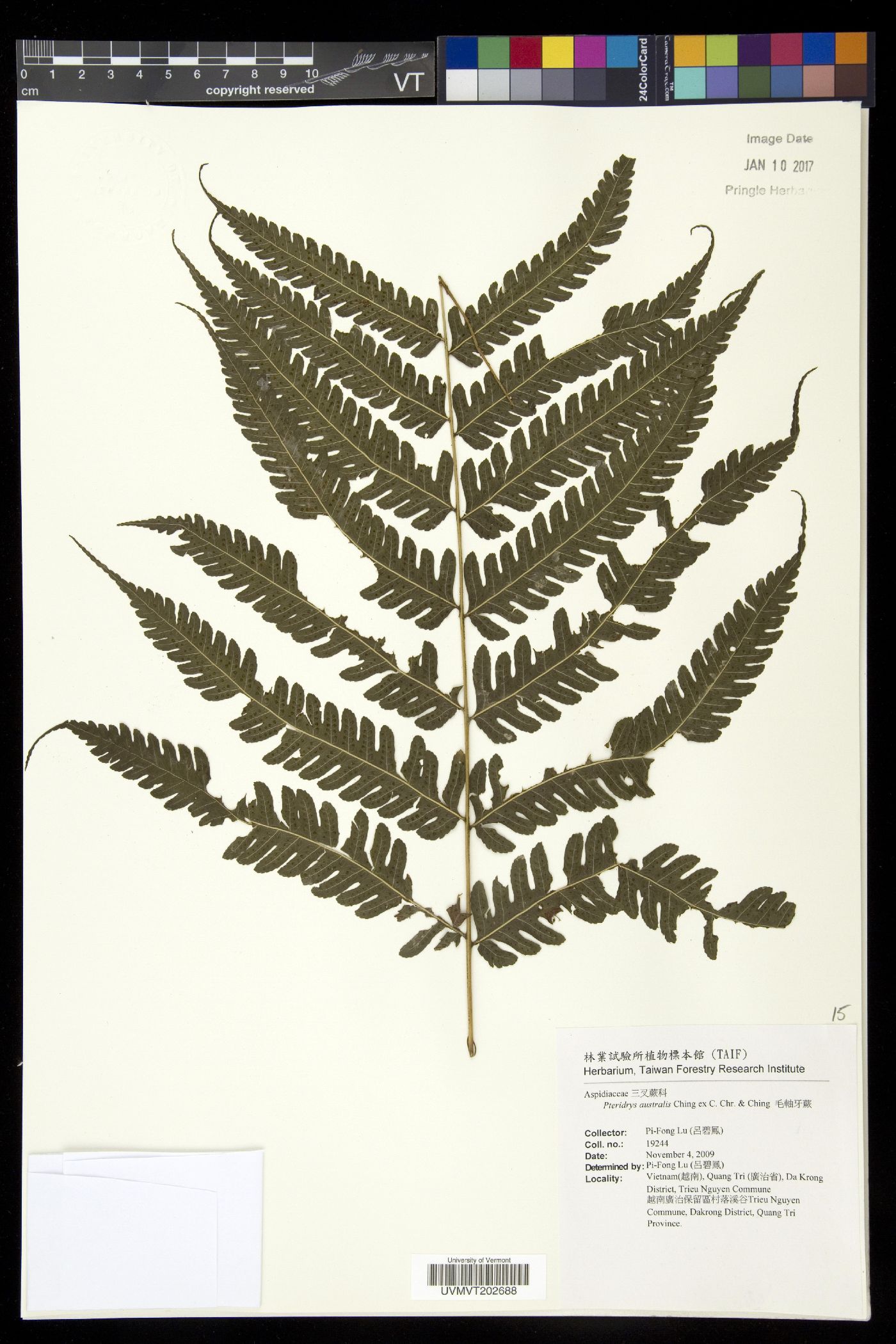 Pteridrys australis image