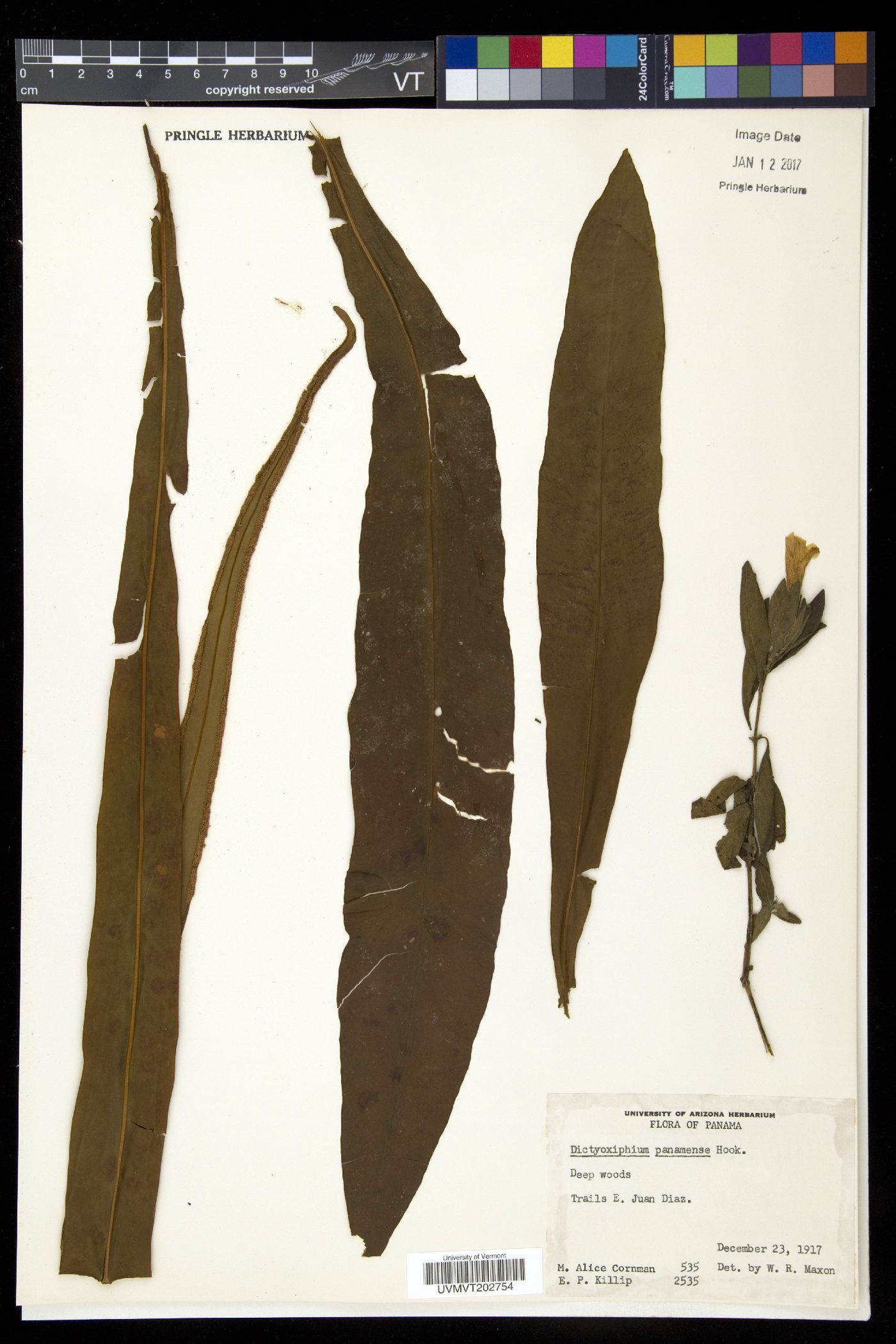Dictyoxiphium panamense image
