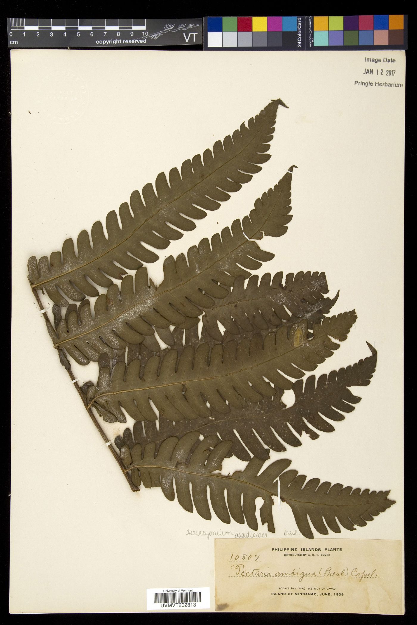Tectaria aspidioides image