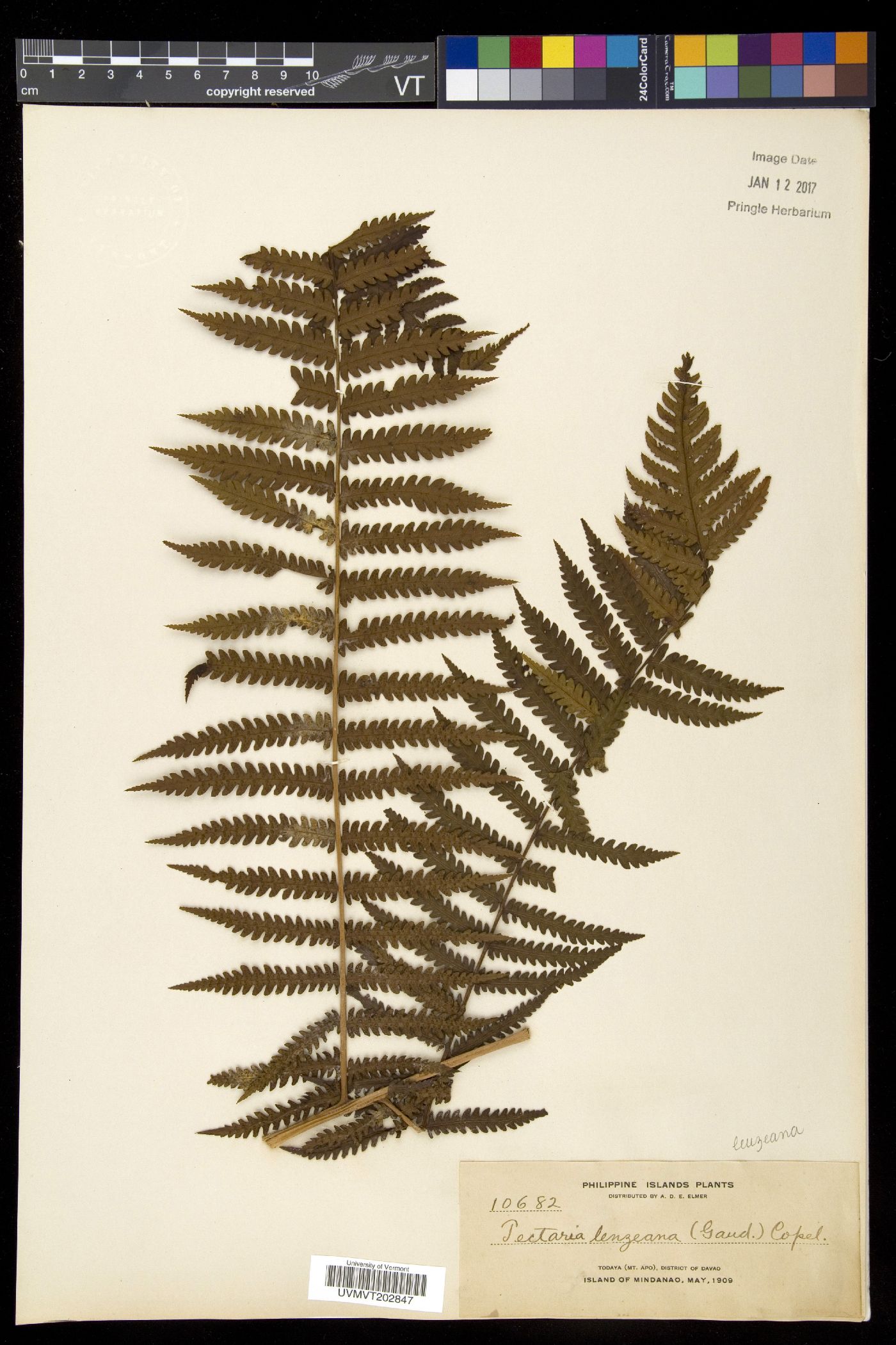 Pleocnemia leuzeana image