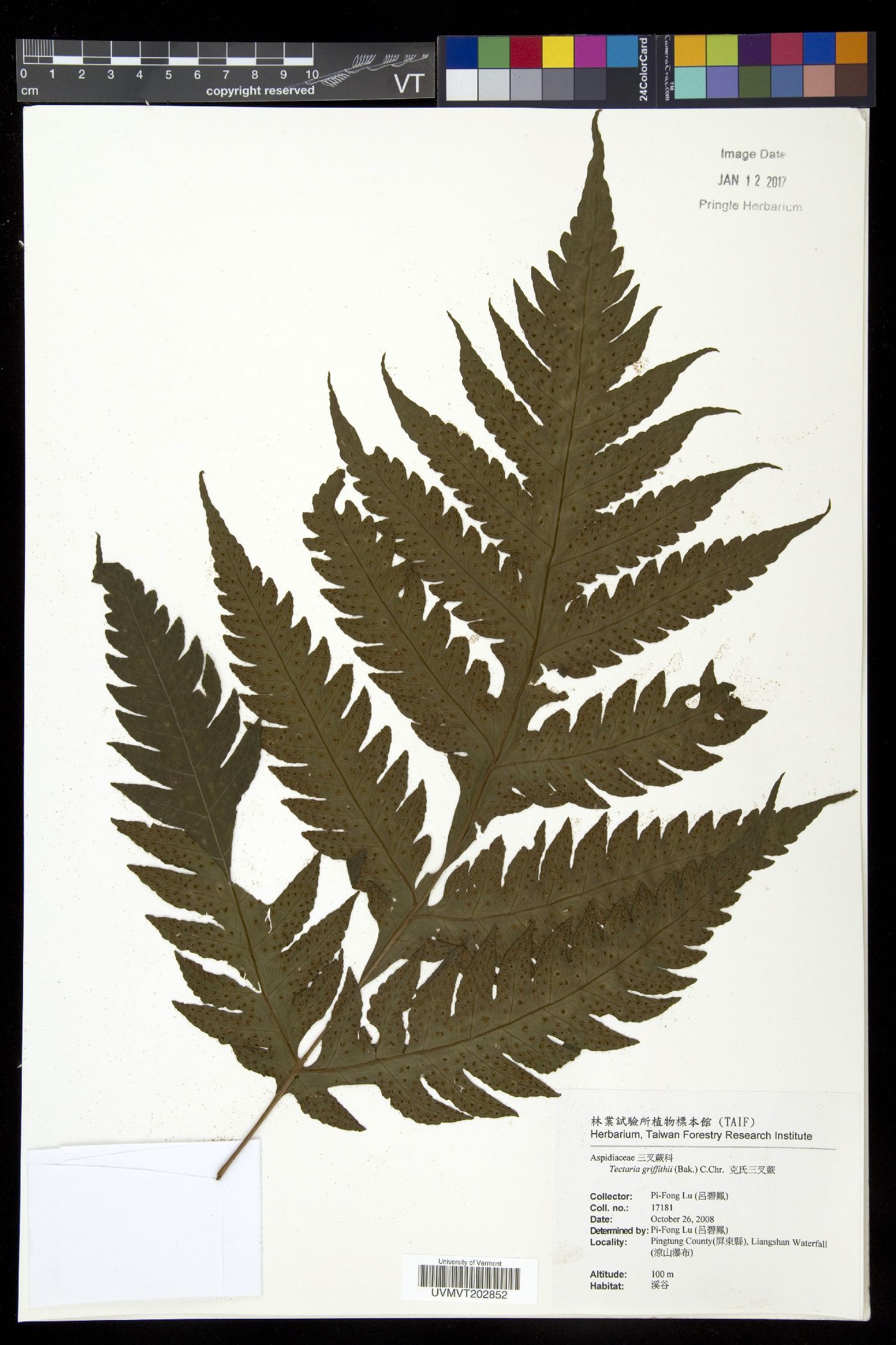 Tectaria griffithii image