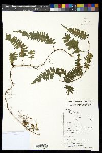 Davallia sessilifolia image