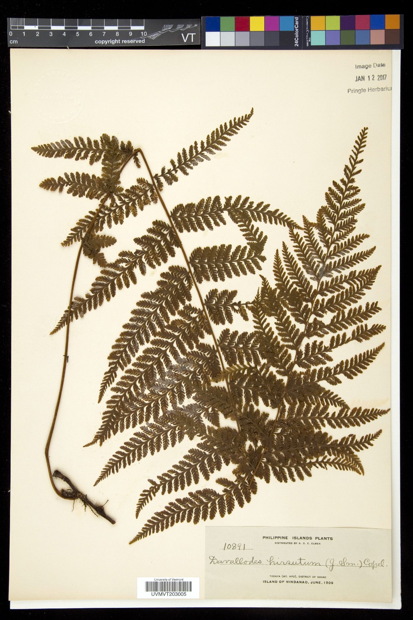 Davallia pubescens image