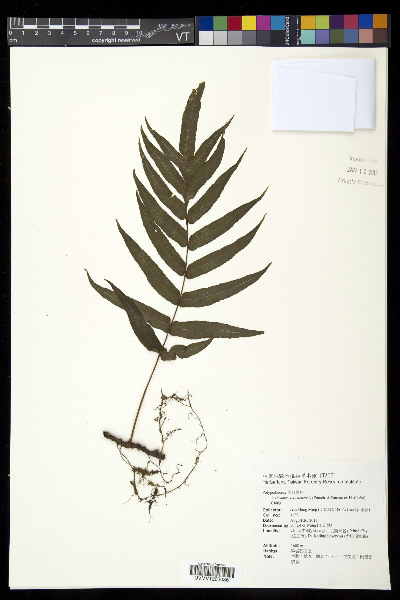 Selliguea tatsienensis image