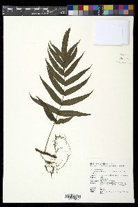 Image of Selliguea tatsienensis