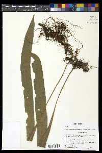 Campyloneurum lorentzii image