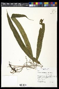 Campyloneurum asplundii image