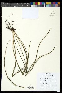 Campyloneurum angustifolium image