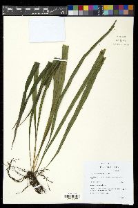 Campyloneurum angustifolium image