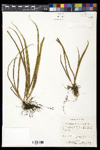 Campyloneurum angustifolium image