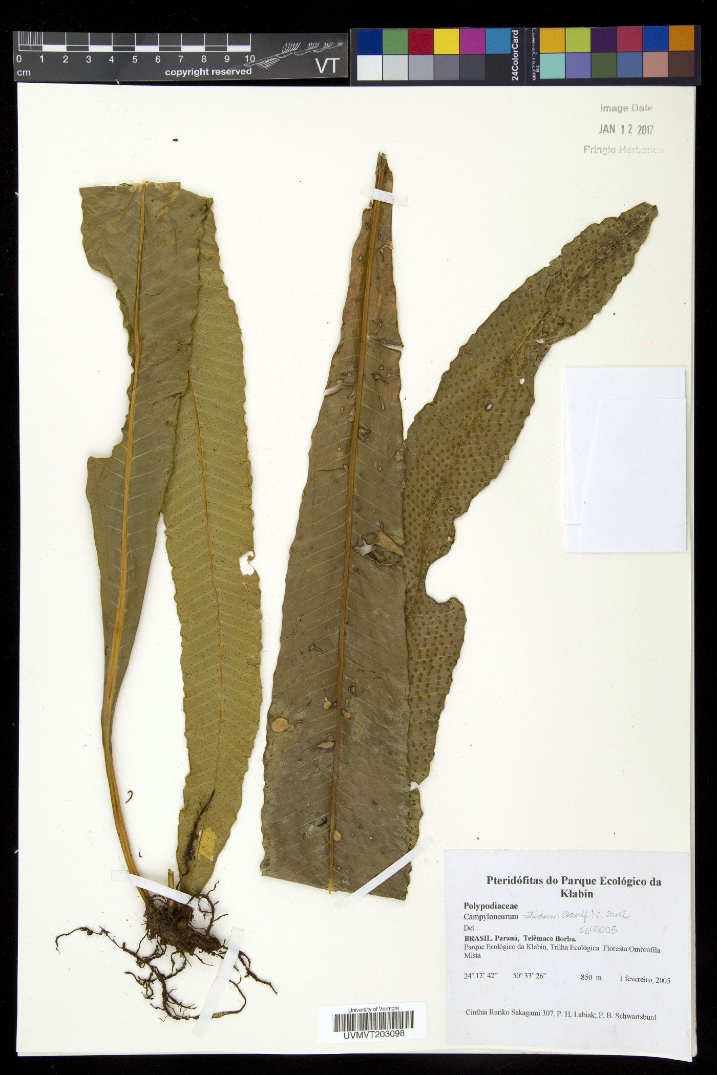 Campyloneurum nitidum image
