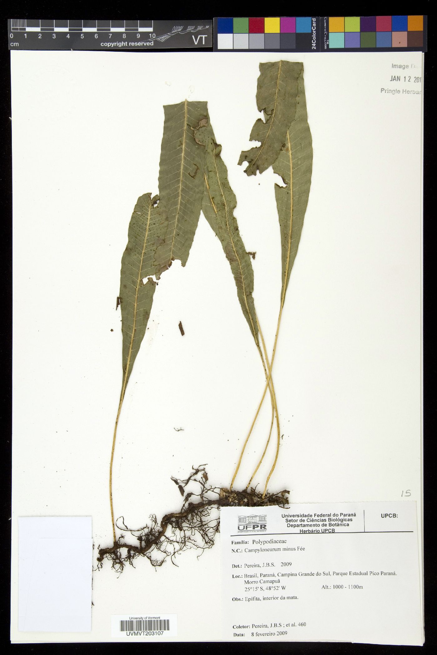 Campyloneurum aphanophlebium image