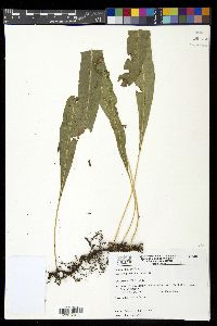 Campyloneurum aphanophlebium image