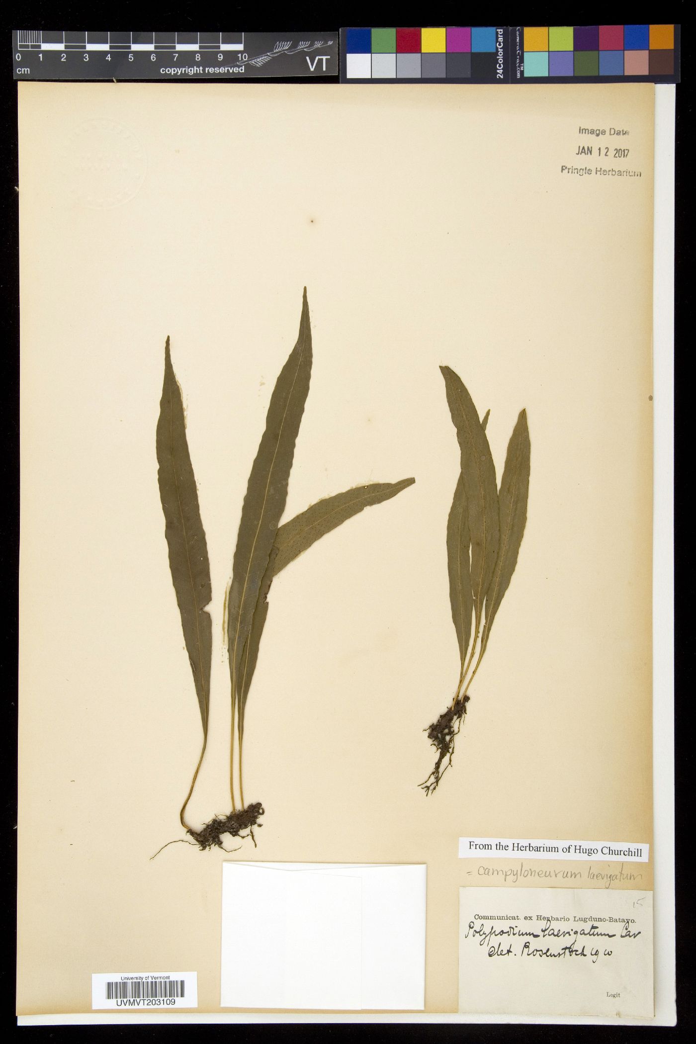 Campyloneurum laevigatum image