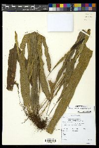 Campyloneurum chlorolepis image