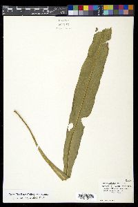 Campyloneurum phyllitidis image