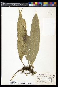 Campyloneurum serpentinum image