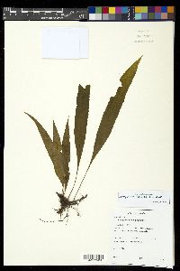 Campyloneurum repens image