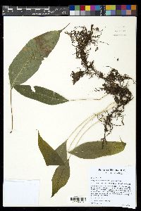 Campyloneurum sublucidum image