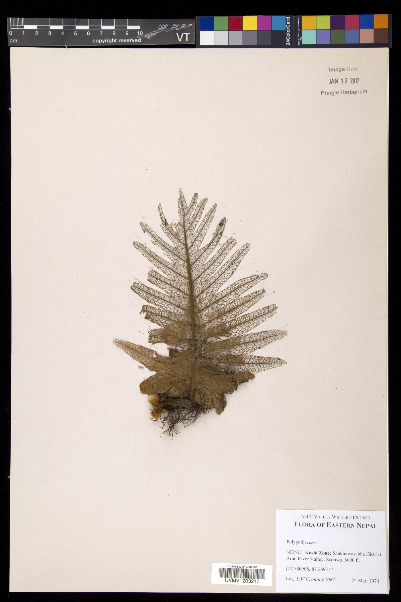 Aglaomorpha propinqua image