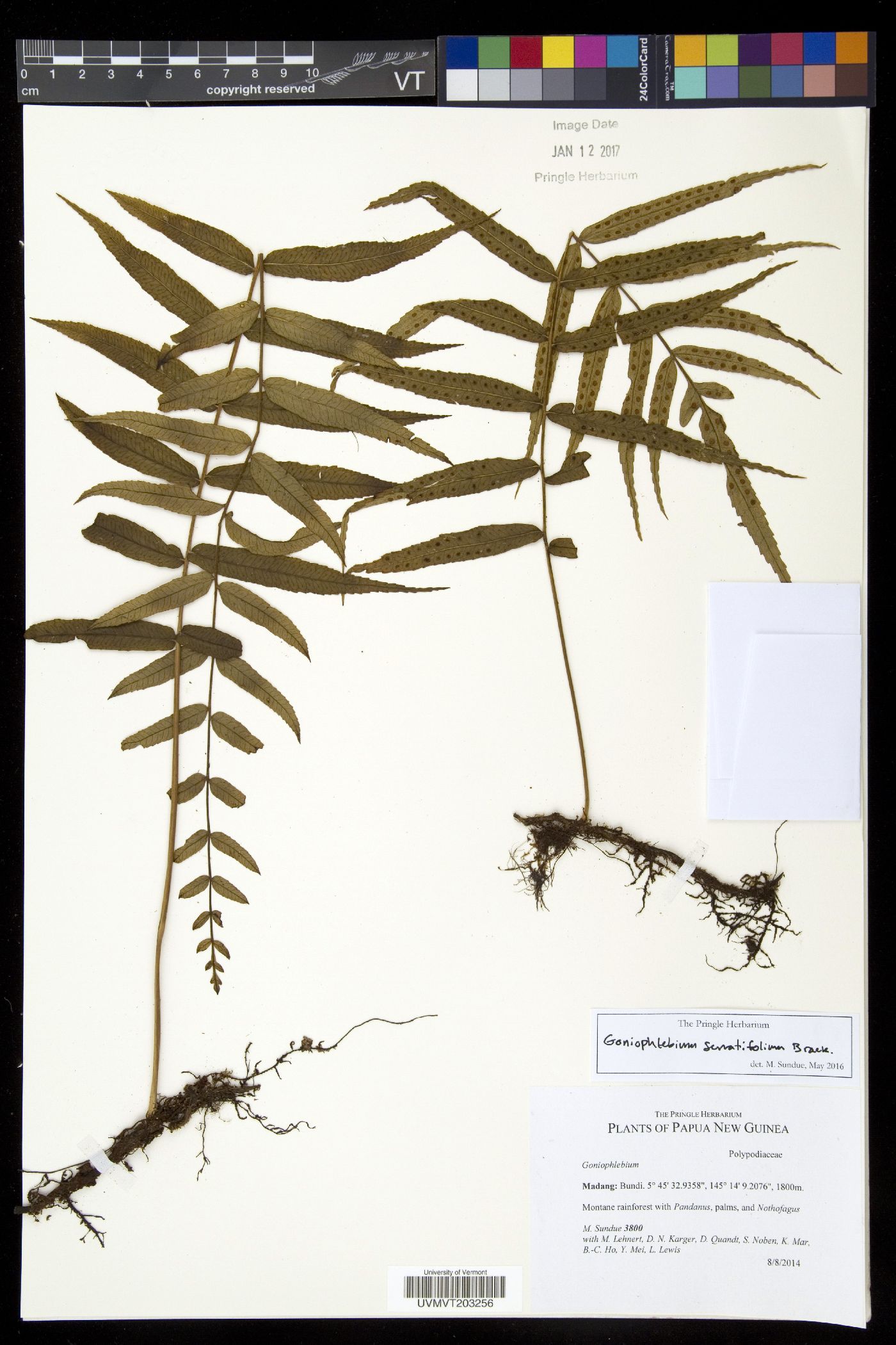 Goniophlebium serratifolium image