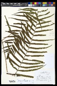 Goniophlebium serratifolium image