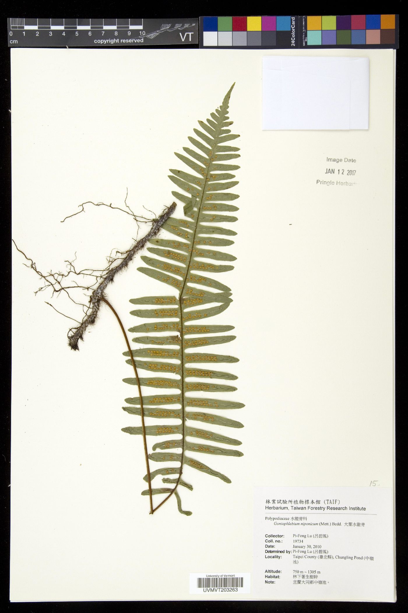 Polypodiodes niponica image