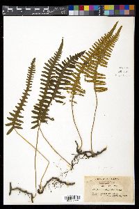 Polypodiodes niponica image