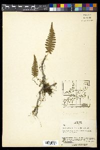 Polypodiodes niponica image